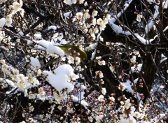 メジロを探そう