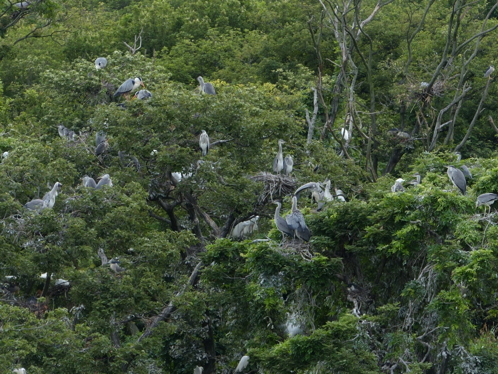 大きくなりました