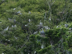 大きくなりました