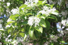 めづらしいですね