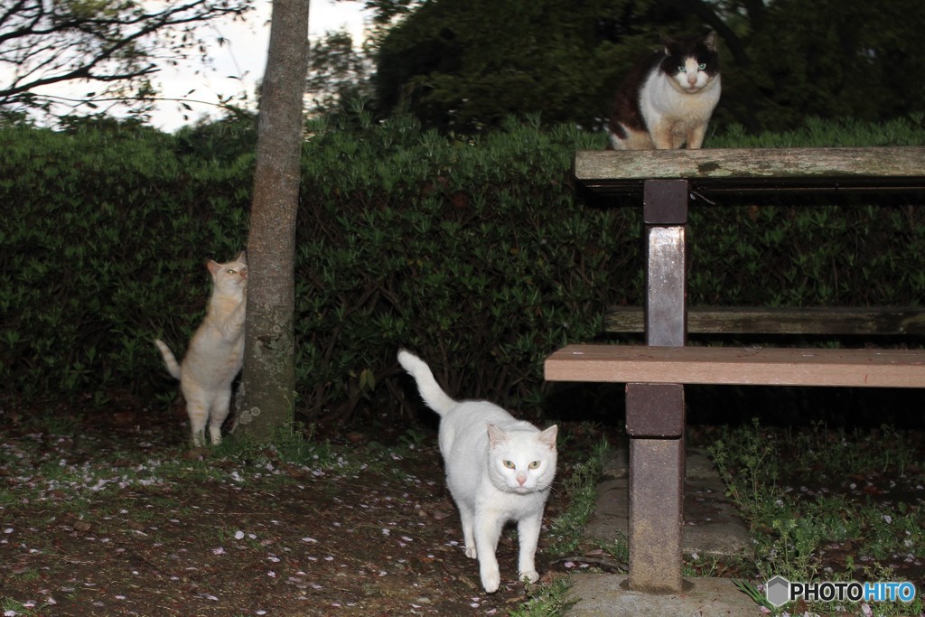 公園暮らし
