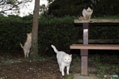 公園暮らし
