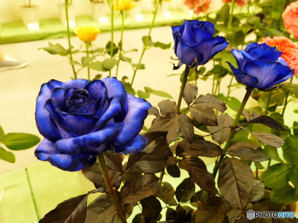 バラ展やってます