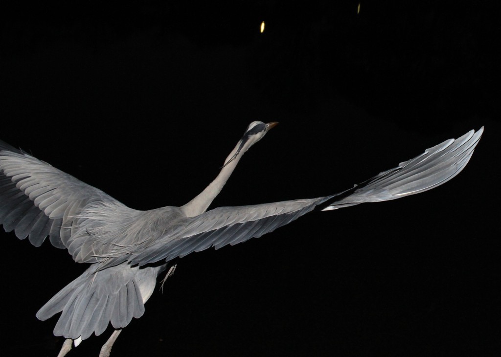 源さんまた来たの