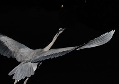 源さんまた来たの