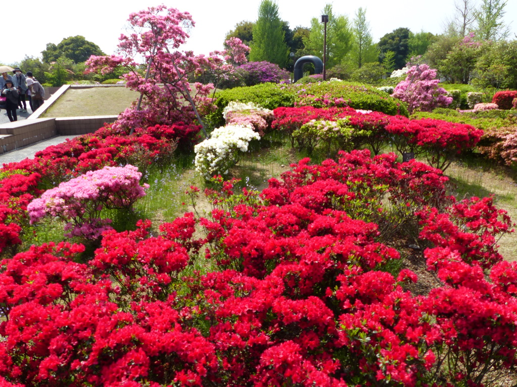くるめつつじ