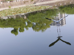 水の上歩いてました