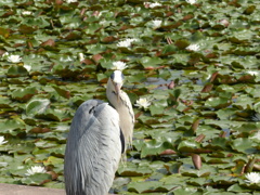 花が似合います