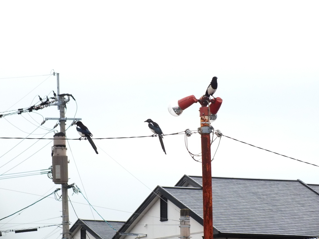 ３かささぎ