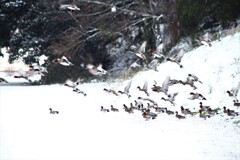 江戸は大雪みたいですね