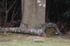 相思鳥