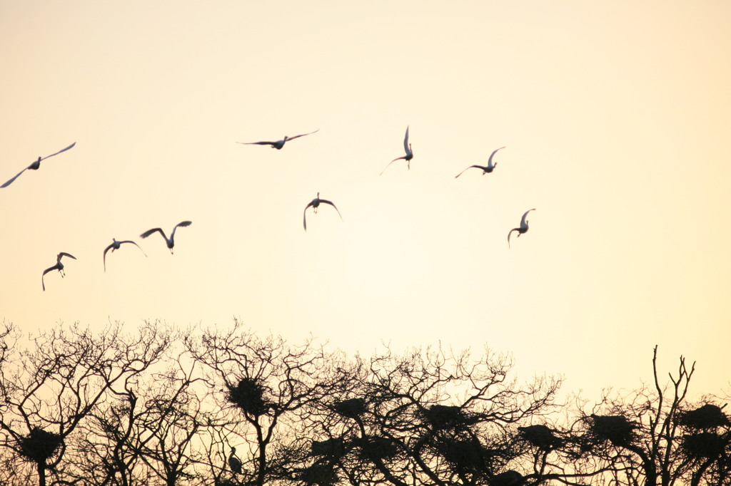 ３００ｍF4Lレンズテスト