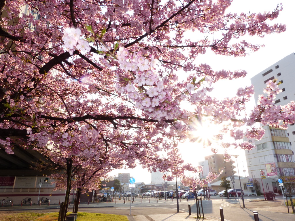 よかとこでしょ