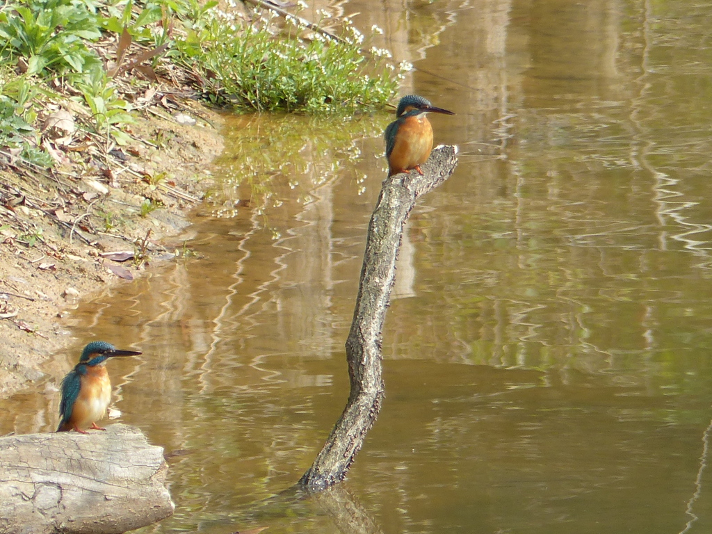明日棚田見に行こう