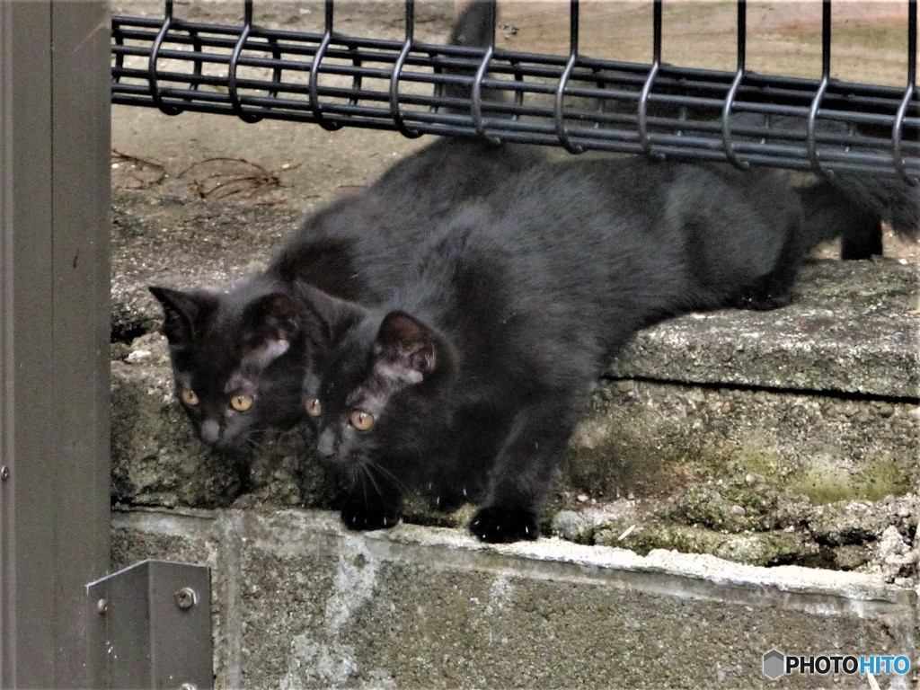 黒の赤ちゃん