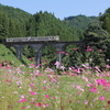 コスモス