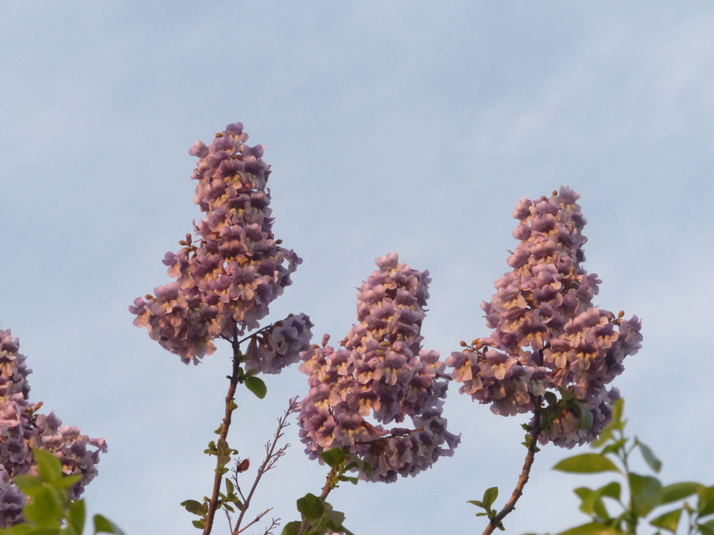さるすべりみたいですが