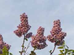 さるすべりみたいですが