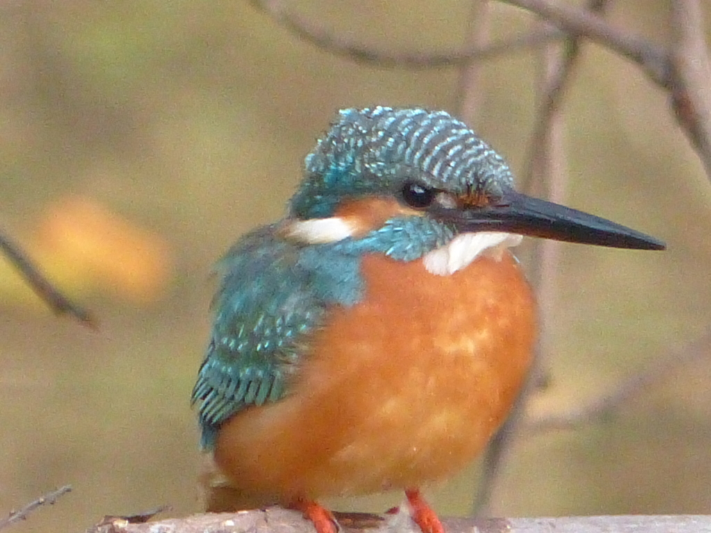 今日はゆっくり