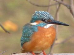 今日はゆっくり