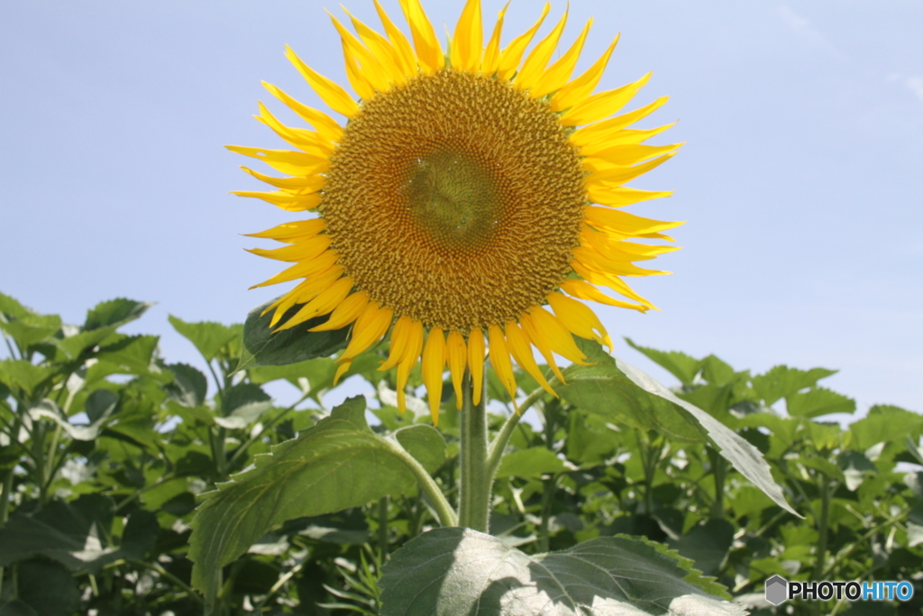 暑中お見舞い申し上げます