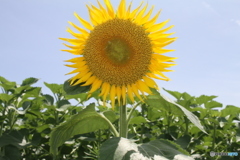 暑中お見舞い申し上げます