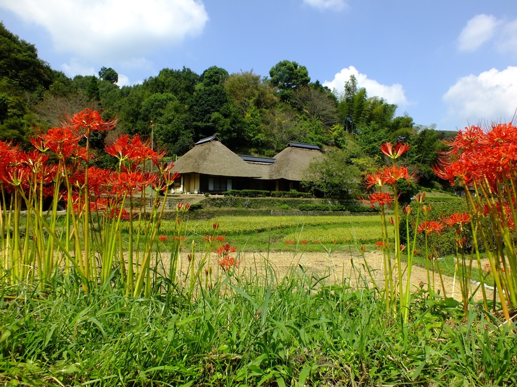 彼岸花と、古民家