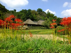 彼岸花と、古民家
