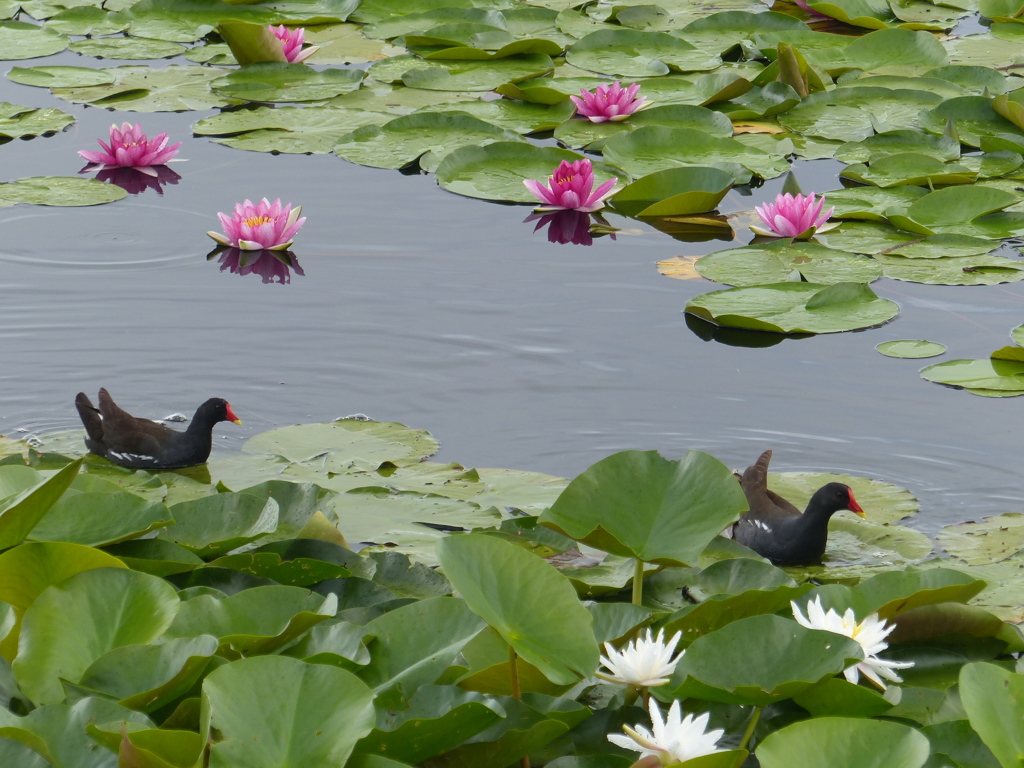 きれいに撮ってね