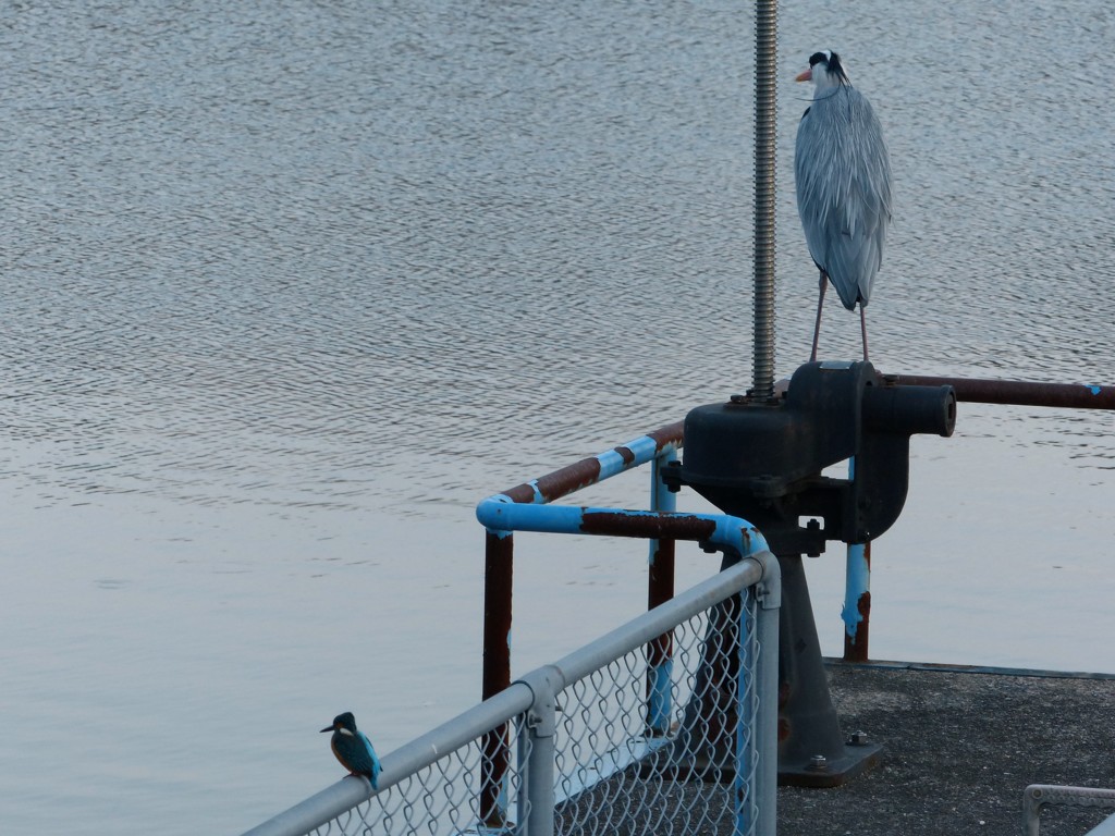 まるちゃんと青ちゃん
