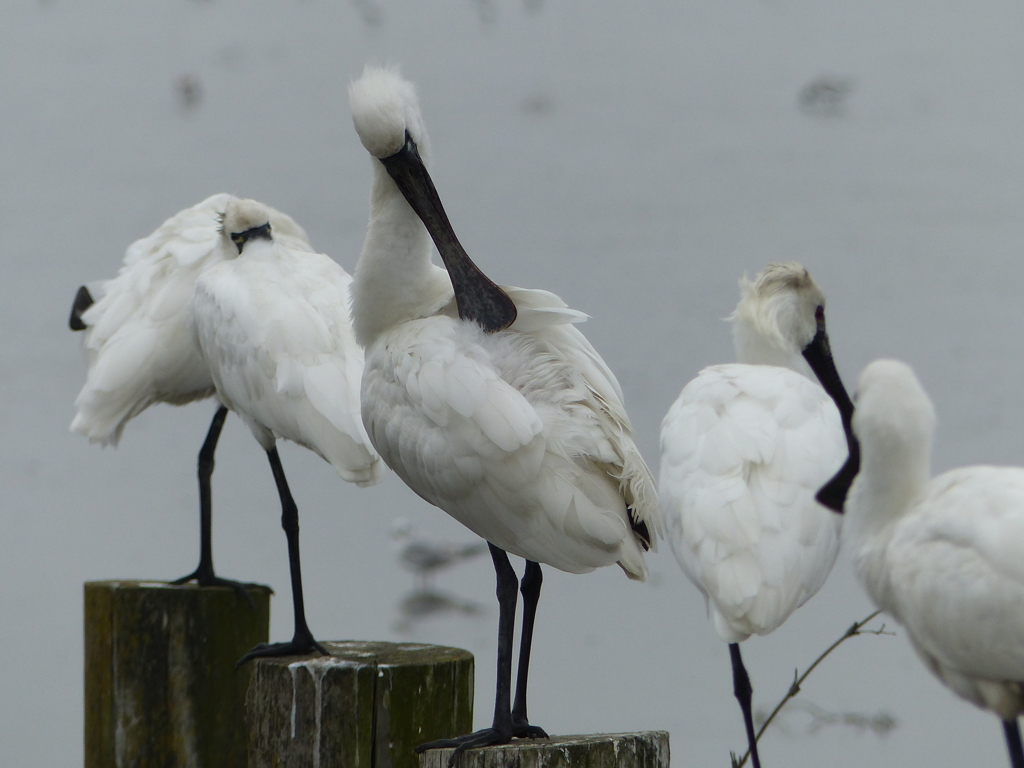 世界で3000羽くらい