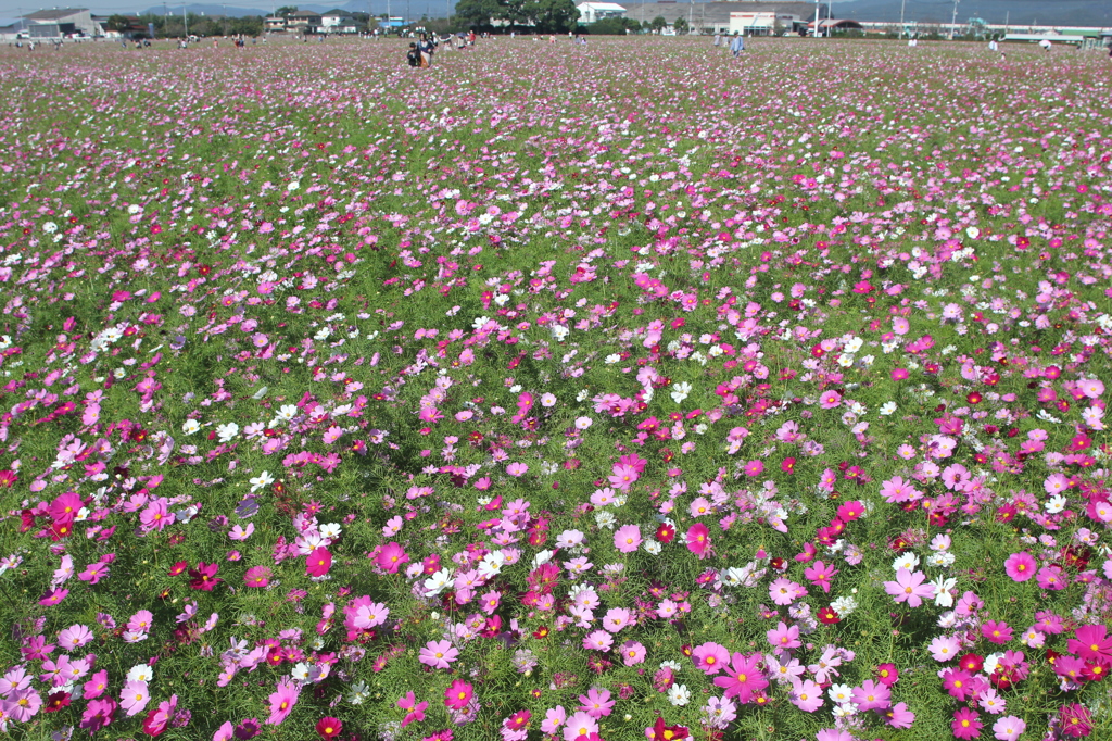 まだ背が低かったです