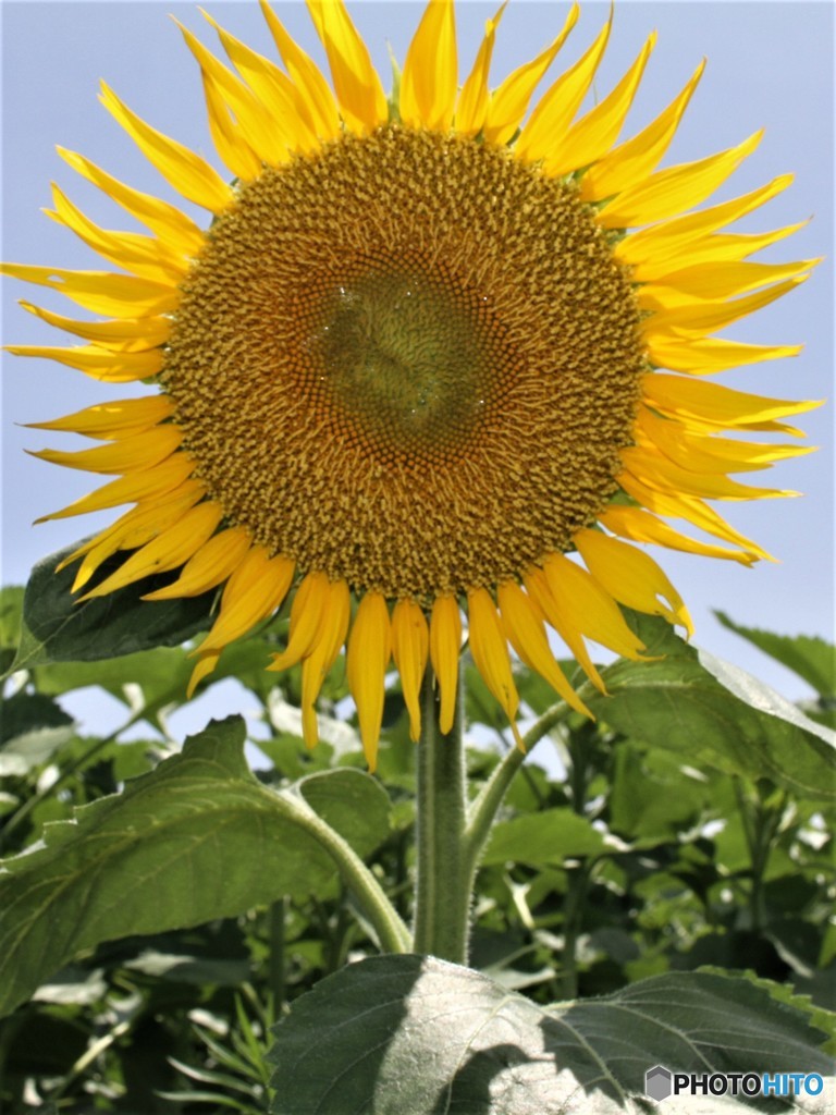 今日あたり梅雨明け宣言