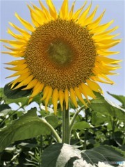 今日あたり梅雨明け宣言