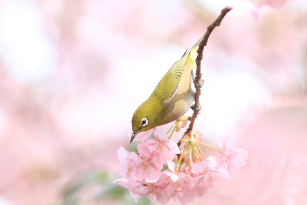 おはようございます