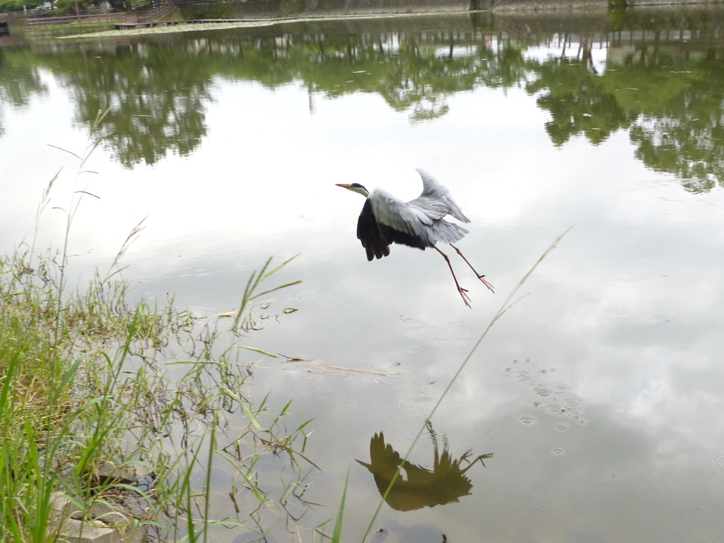 今日のあおちゃん