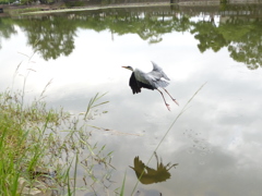 今日のあおちゃん