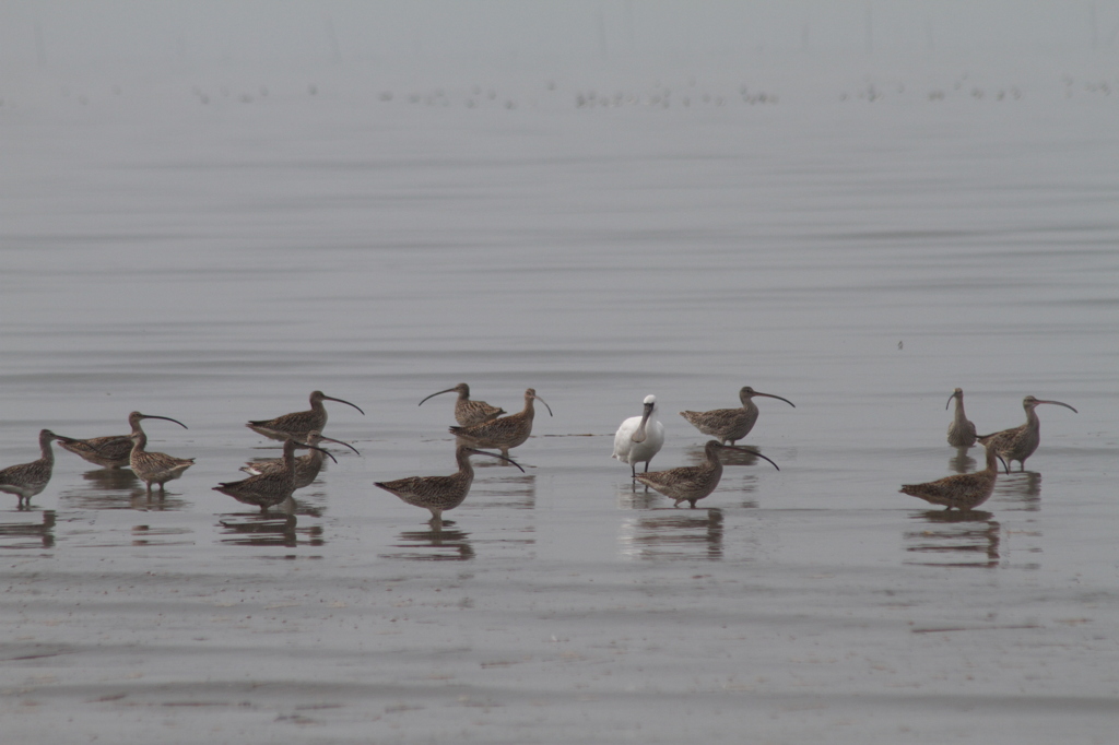 え、お呼びでない
