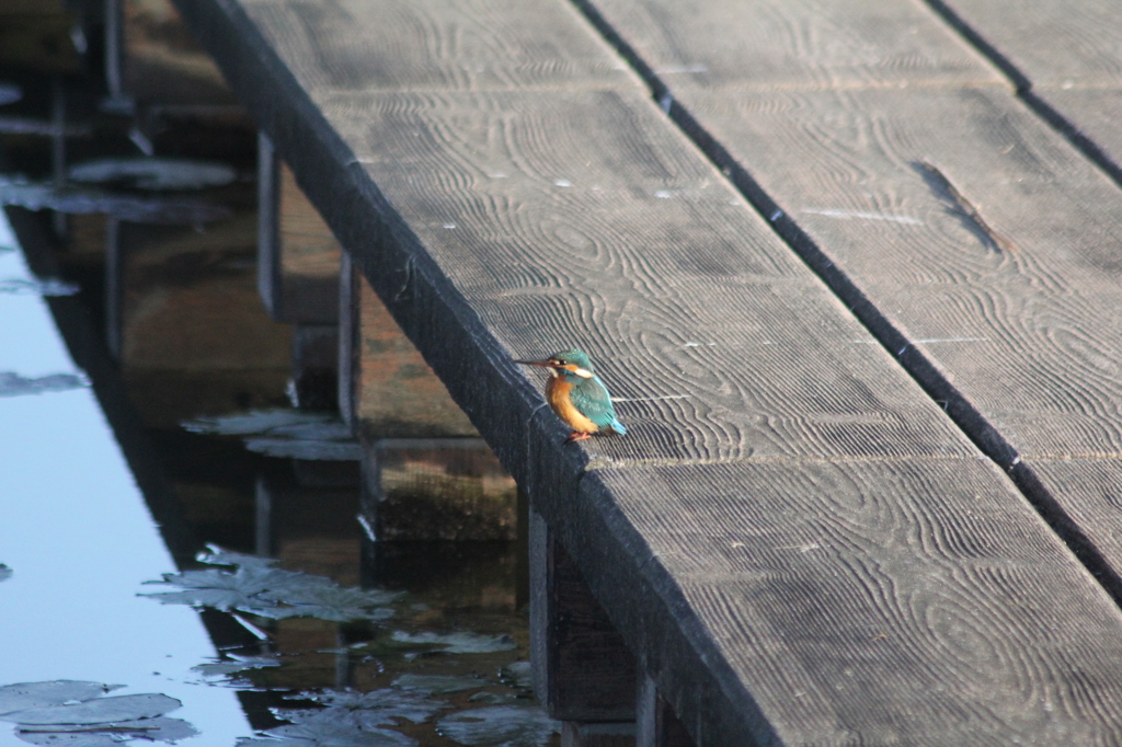 もっと近くに来てよ