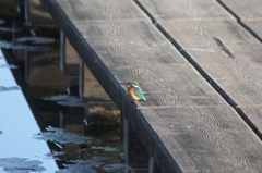 もっと近くに来てよ