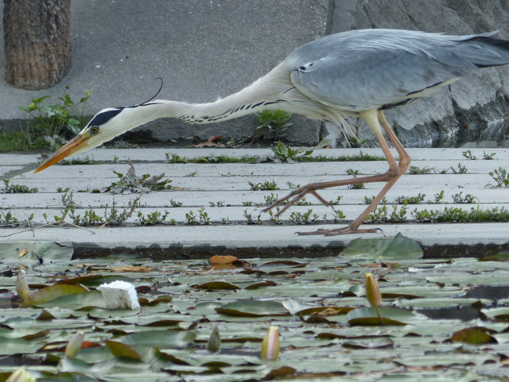 首を長ーくして