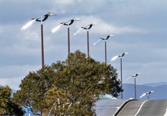 カササギ街路灯