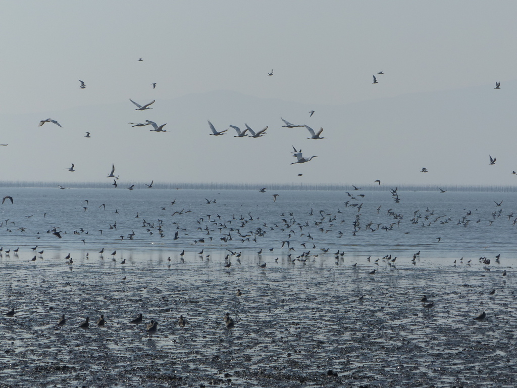かっこいい鳥です