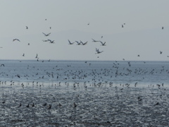 かっこいい鳥です