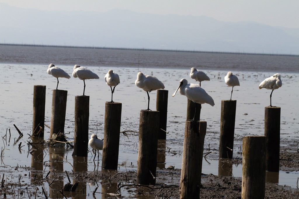 今日は１２羽見ました