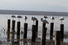 今日は１２羽見ました