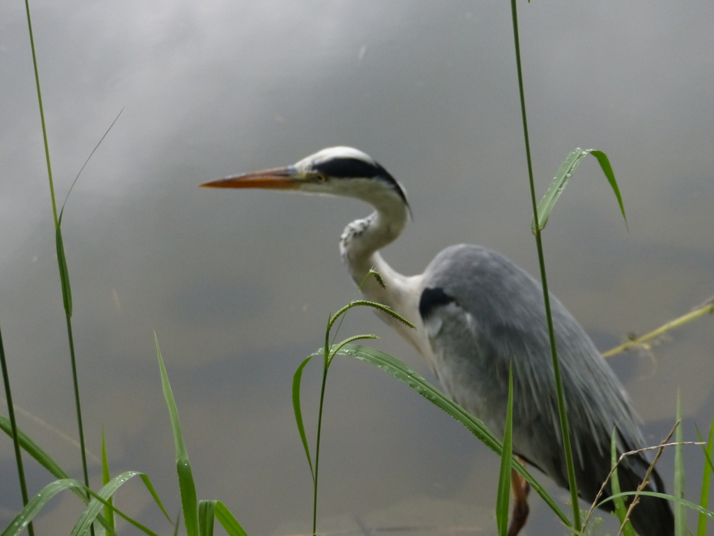 アートに写してね