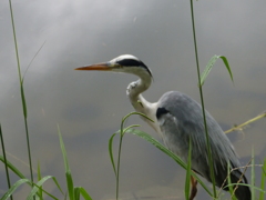 アートに写してね