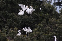 いぜんのしらさぎ