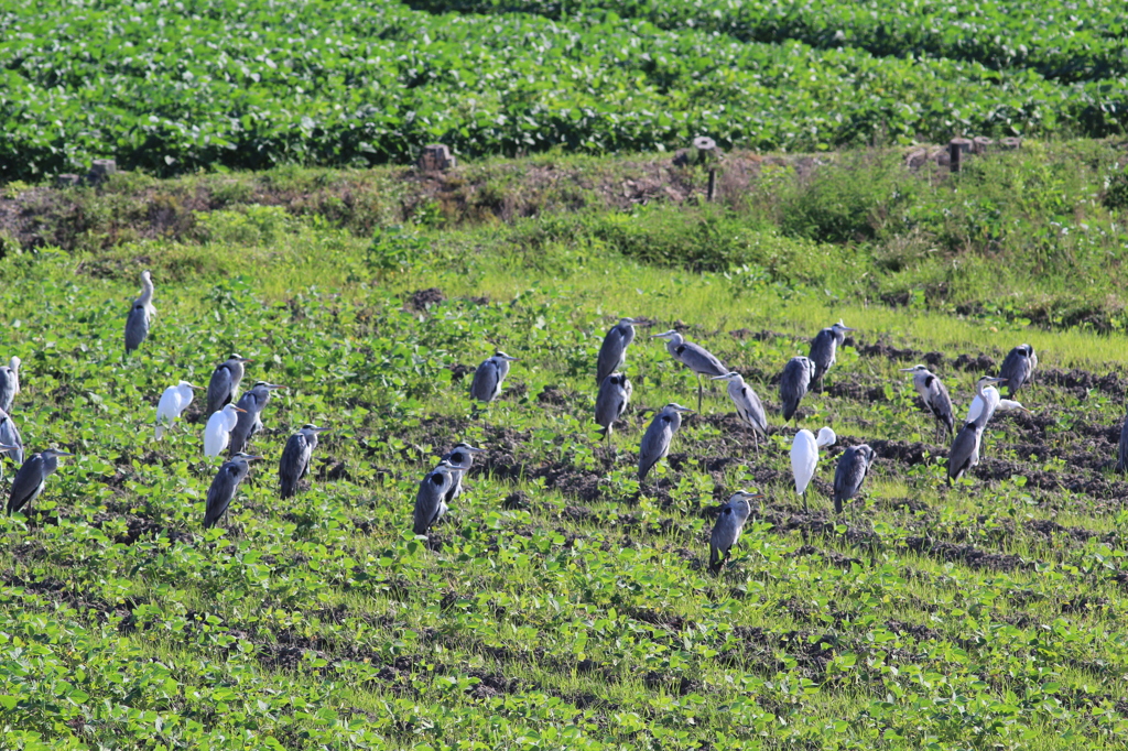 よくそだってます